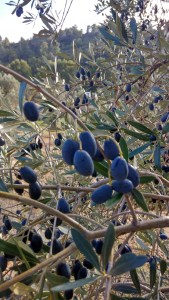 d'algars empreltre primer dia